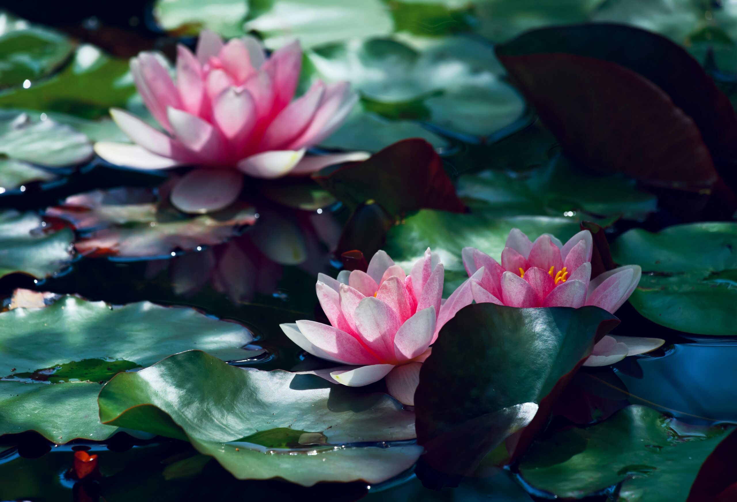 Méditation guidée